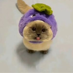 Meet your Posher, Annabelle